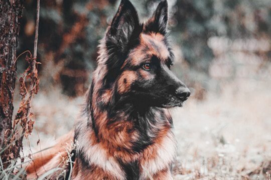 Checklist de Caninos de Seguridad